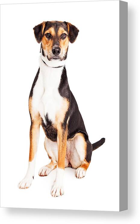 Alone Canvas Print featuring the photograph Adorable Young Mixed Breed Puppy Dog by Good Focused
