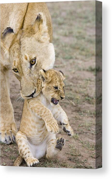 00761319 Canvas Print featuring the photograph African Lion Mother Picking Up Cub by Suzi Eszterhas