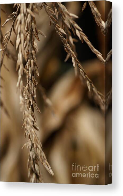 Corn Canvas Print featuring the photograph After The Harvest - 3 by Linda Shafer
