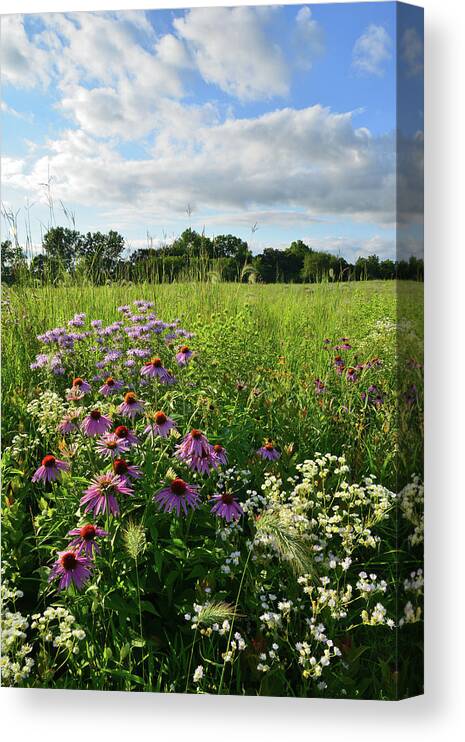 Black Eyed Susan Canvas Print featuring the photograph Afternoon in Moraine Hills State Park by Ray Mathis