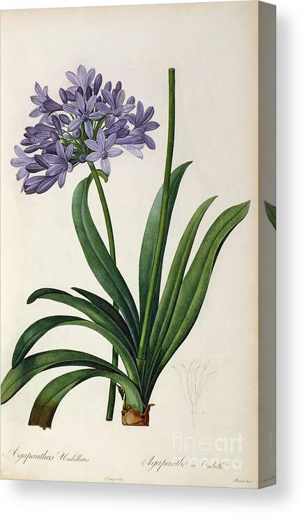 Vintage Canvas Print featuring the painting Agapanthus umbrellatus by Pierre Redoute