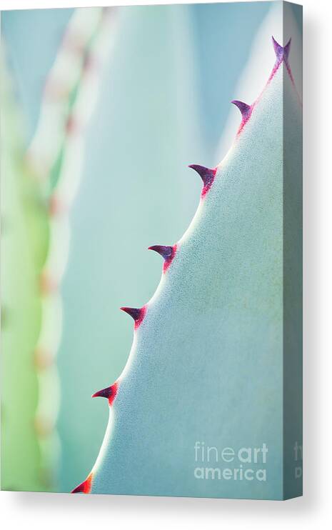 Agave Parryi Canvas Print featuring the photograph Agave Parryi Abstract by Tim Gainey