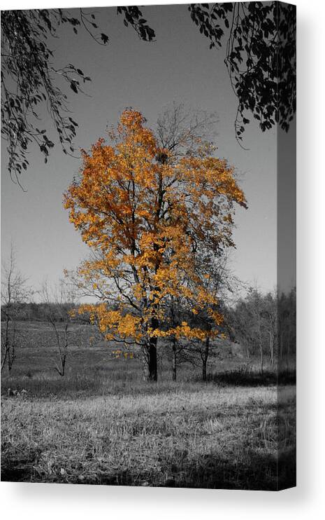 Fall Canvas Print featuring the photograph Aglow by Dylan Punke
