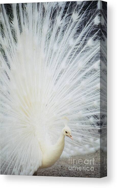 Albino Canvas Print featuring the photograph Albino Peacock by Rita Ariyoshi - Printscapes