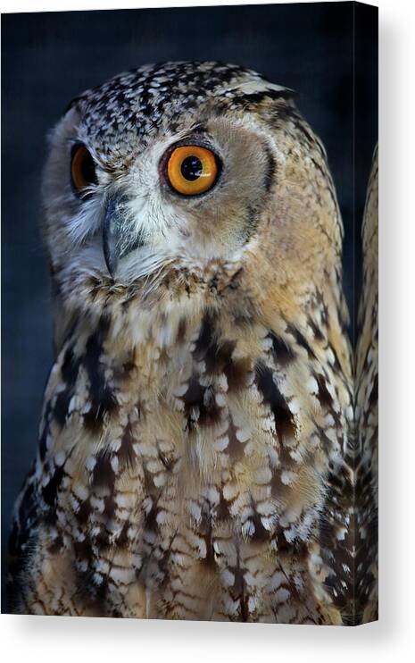 Owl Canvas Print featuring the photograph Alert by Steve Parr