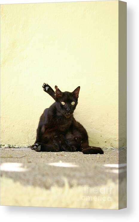 Cat Canvas Print featuring the photograph Alley Cat by Becqi Sherman
