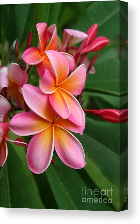 Pink Canvas Print featuring the photograph Aloha Lei Pua Melia Keanae by Sharon Mau