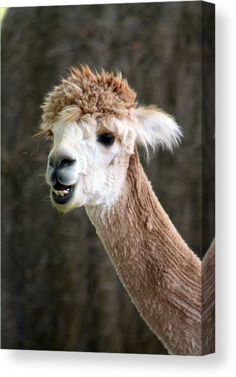 Baby Babies Cira Baby Cria Baby Alpacas Canvas Print featuring the photograph Alpaca by David Matthews