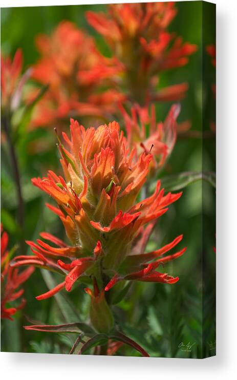 Indian Canvas Print featuring the photograph Alpine Wildflower - Indian Paintbrush by Aaron Spong