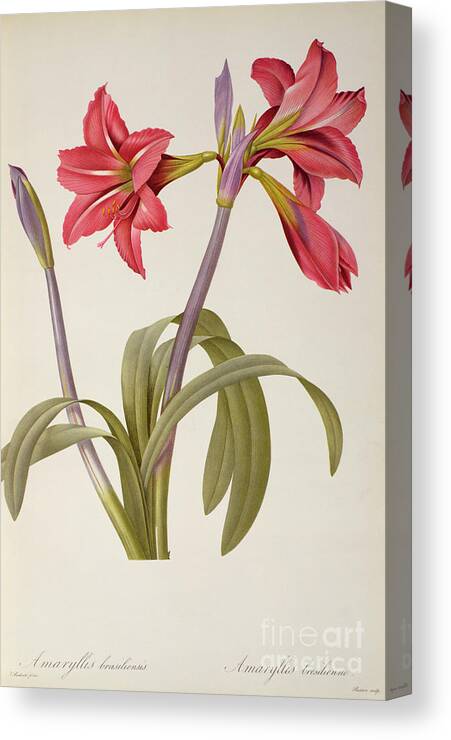 Amaryllis Canvas Print featuring the drawing Amaryllis Brasiliensis by Pierre Redoute