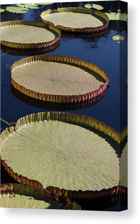 Photograph Canvas Print featuring the photograph Amazonas Lily Pads II by Suzanne Gaff