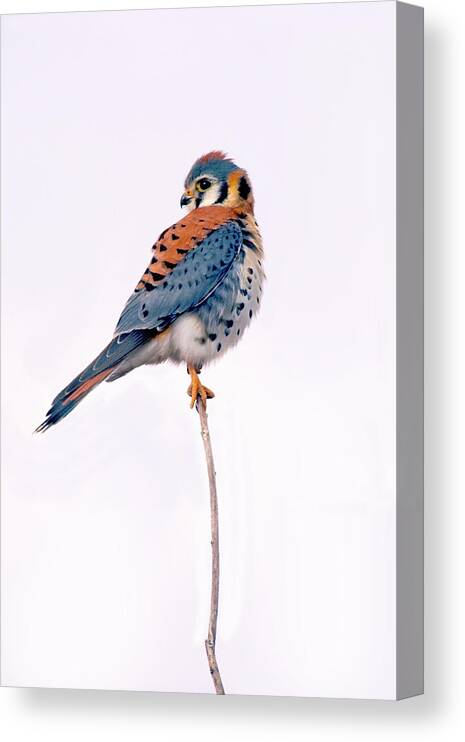 Mark Miller Photos Canvas Print featuring the photograph Amercian Kestrel by Mark Miller