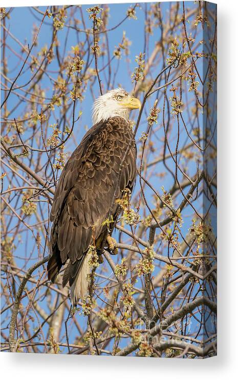 2018 Canvas Print featuring the photograph American Bald Eagle by Craig Shaknis