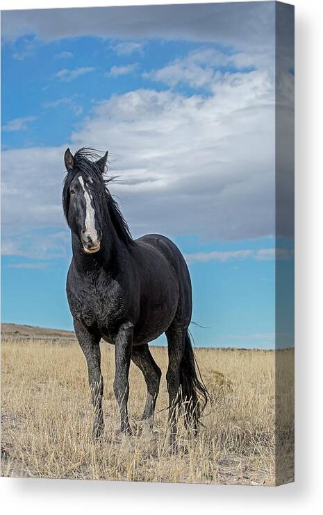 Horse Canvas Print featuring the photograph American Wild Horse by Scott Read