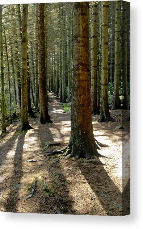 Beecraigs Canvas Print featuring the photograph Among forest trunks by Elena Perelman
