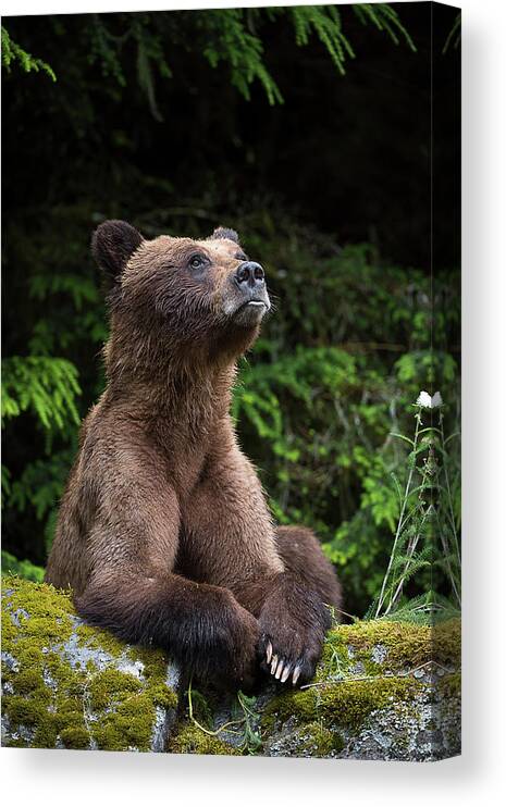 Bears Canvas Print featuring the photograph An Endearing Portrait of a Grizzly by Bill Cubitt