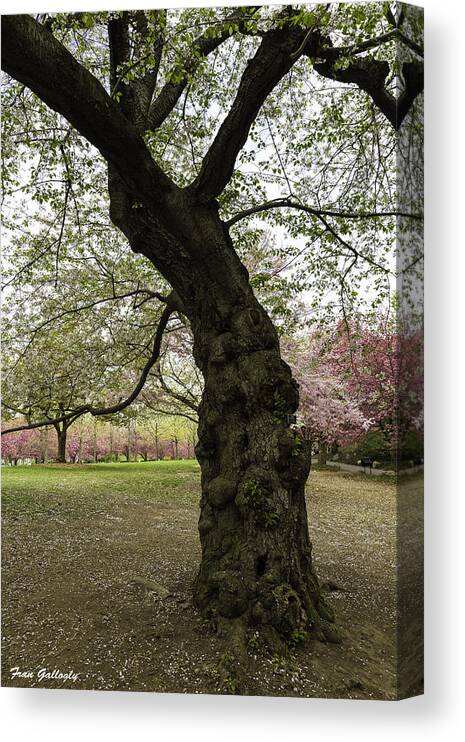 Cherry Canvas Print featuring the photograph Ancient Cherry Tree by Fran Gallogly