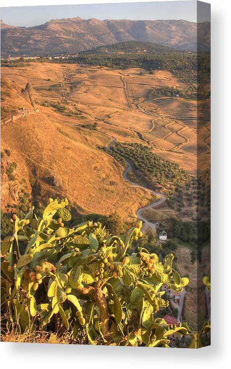 Cacti Canvas Print featuring the photograph Andalucian Golden Valley by Ian Middleton
