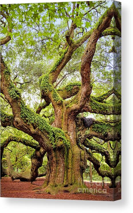 Angel Oak Canvas Print featuring the photograph Angel Oak Tree by Sharon McConnell
