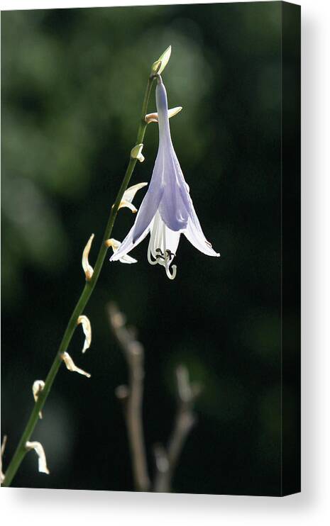 Flower Canvas Print featuring the photograph Angel's Fishing Rod by Darryl Hendricks