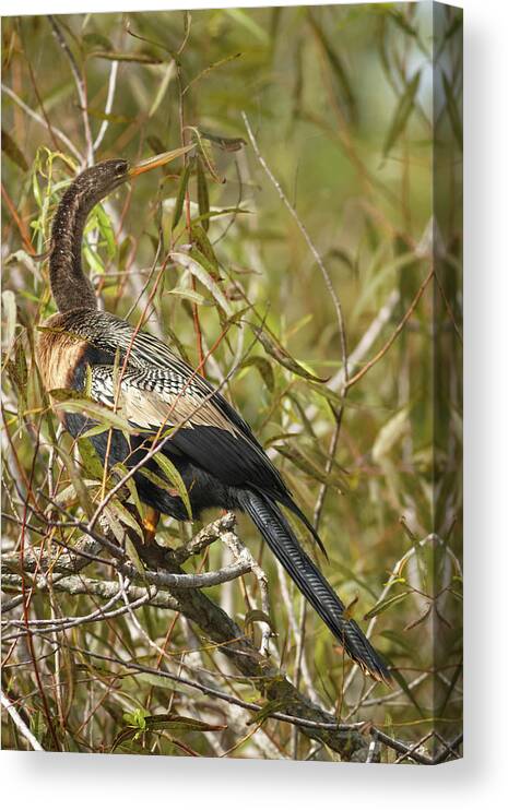 Bird Canvas Print featuring the photograph Anhinga Shark Valley Everglades Florida by Adam Rainoff