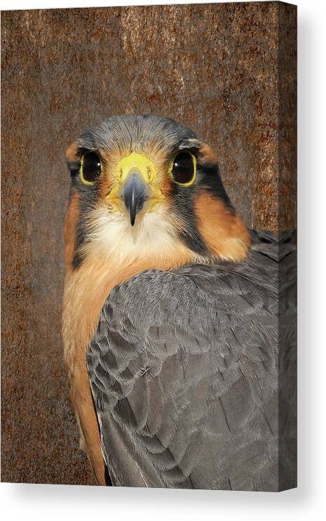 Aplomado Falcon Canvas Print featuring the photograph Aplomado Falcon Portrait by Dawn Currie