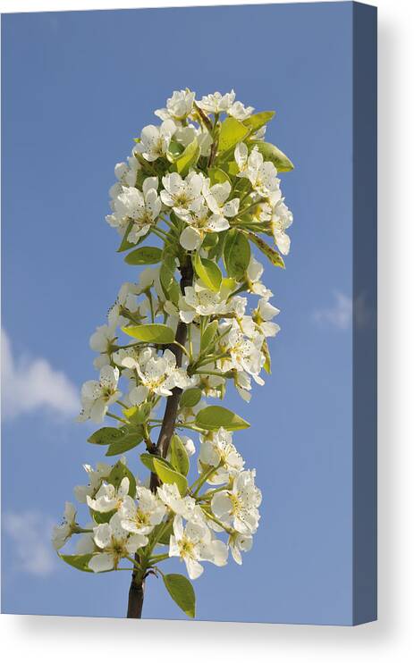 Apple Blossom Canvas Print featuring the photograph Apple blossom in spring by Matthias Hauser