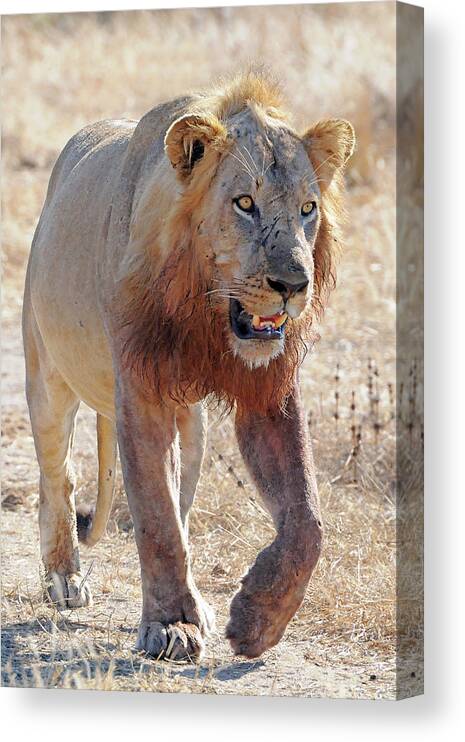 Lion Canvas Print featuring the photograph Approaching Lion by Ted Keller