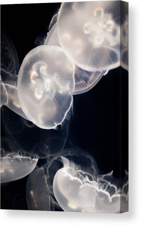 Aquarium Of The Pacific Canvas Print featuring the photograph Aquarium of the Pacific Jumping Jellies by Kyle Hanson
