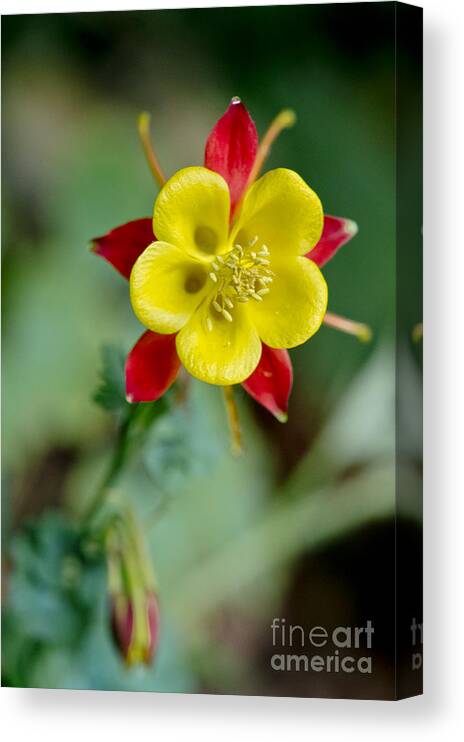 Flowers Canvas Print featuring the photograph Aquilegia by Elena Perelman