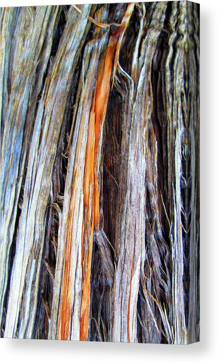 Arizona Canvas Print featuring the photograph Arizona Desert Tree Texture by Ilia -