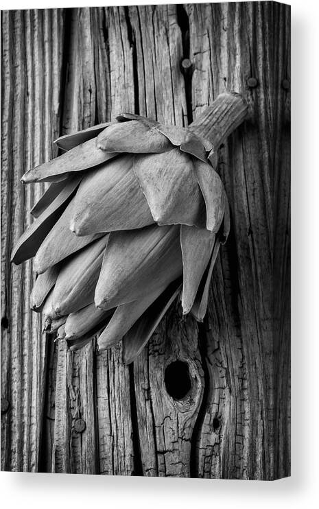 Artichoke Canvas Print featuring the photograph Artichoke In Black And White by Garry Gay