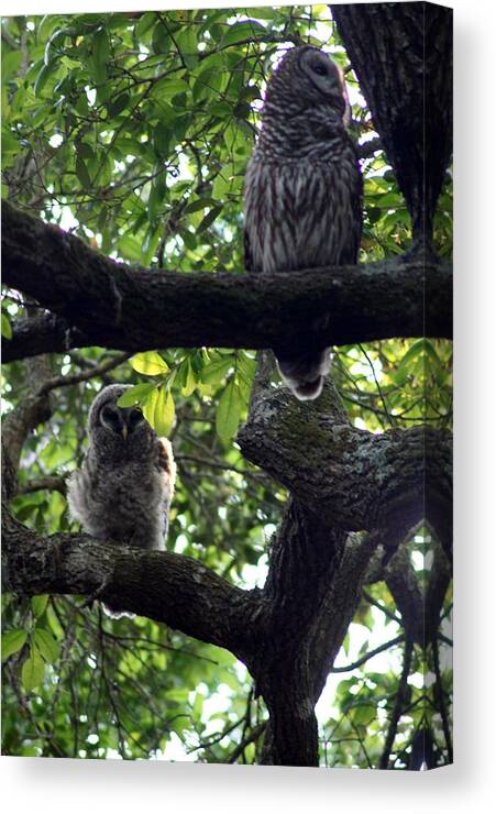 Barred Owl Canvas Print featuring the photograph As above so below by Anita Parker