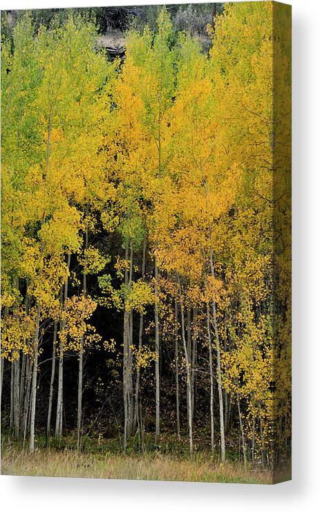 Landscape Canvas Print featuring the photograph Aspen Haven by Ron Cline