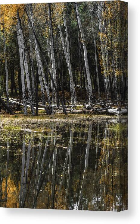 Arizona Canvas Print featuring the photograph Aspen Reflection by Michael Newberry