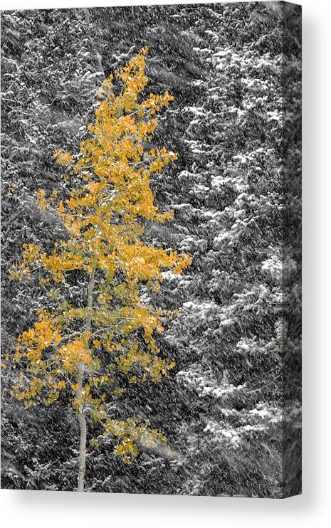 Landscape Canvas Print featuring the photograph Aspen Tree in Snow Storm by Brett Pelletier