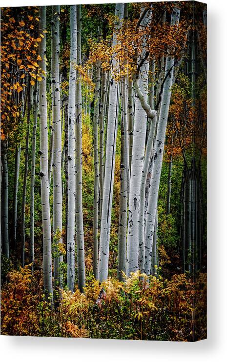 Aspen Canvas Print featuring the photograph Aspens and Fern Vertical by David Soldano