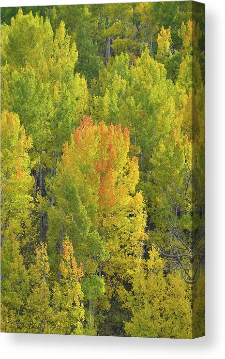Colorado Canvas Print featuring the photograph Aspens Glowing in Evening Sunlight by Ray Mathis