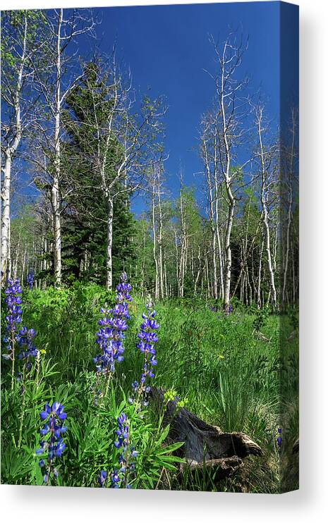 Aspens Canvas Print featuring the photograph Aspens in the Rockies by Ron Pate