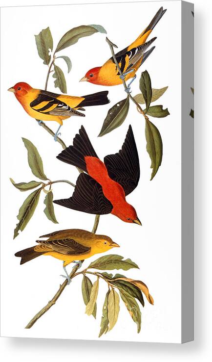 1827 Canvas Print featuring the photograph Audubon: Tanager, 1827 by Granger