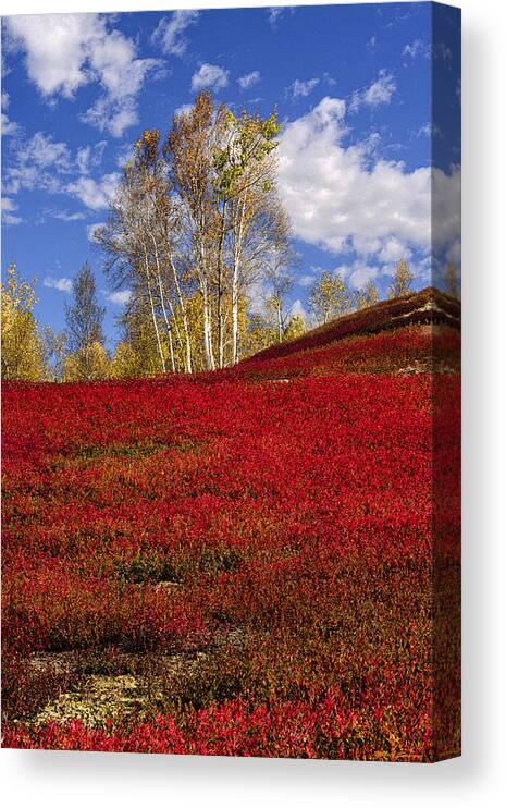 Birch Trees Canvas Print featuring the photograph Autumn Birches and Barrens by Marty Saccone