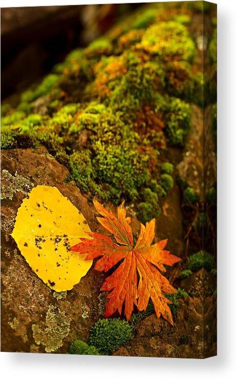 Autumn Canvas Print featuring the photograph Autumn Leaves by Ronda Kimbrow