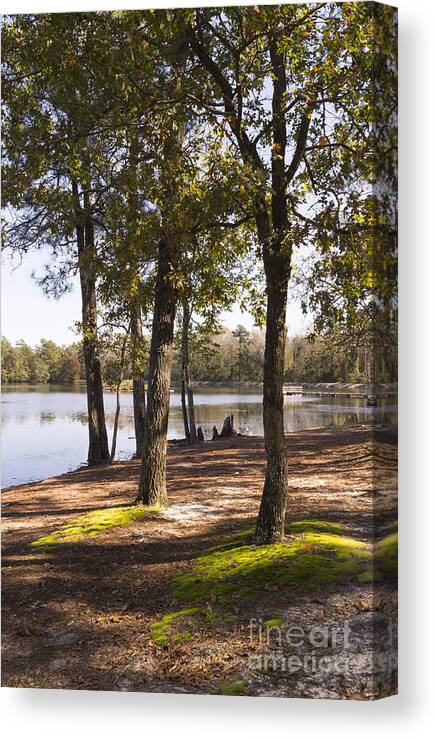 Oak Canvas Print featuring the photograph Autumn Oaks on the Mossy Lakeshore by MM Anderson