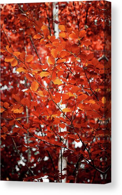 Birch Canvas Print featuring the photograph Autumn Triumph by Philippe Sainte-Laudy