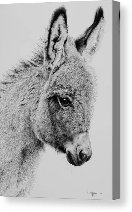 Western Canvas Print featuring the drawing Baby Donk by Daniel Adams