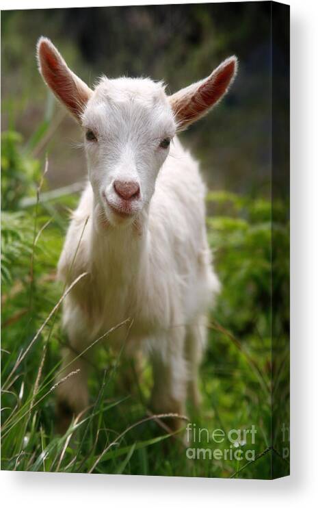 Animals Canvas Print featuring the photograph Baby goat by Gaspar Avila