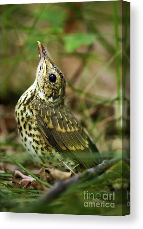 Turdus Canvas Print featuring the photograph Baby song thrush on forest floor by Ragnar Lothbrok