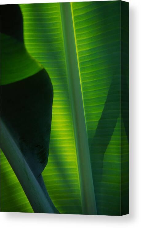 Banana Leaf Canvas Print featuring the photograph Backlit Banana Leaves by Bob Coates