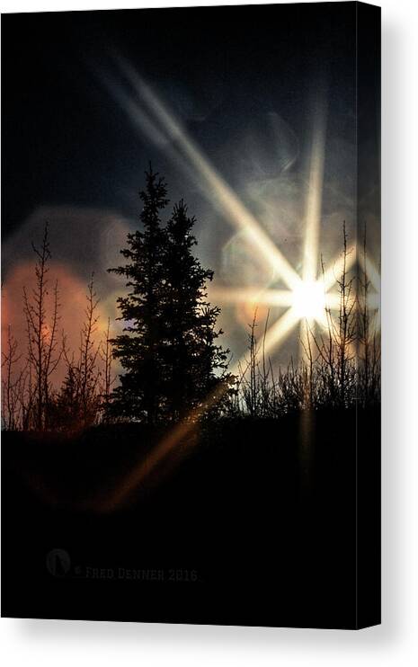 Nature Canvas Print featuring the photograph Backlit Spruce by Fred Denner