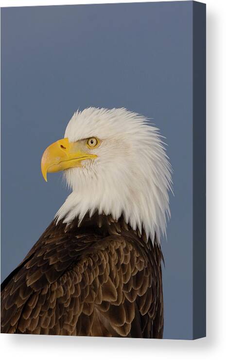 Eagles Canvas Print featuring the photograph Bald Eagle Portrait by Mark Miller
